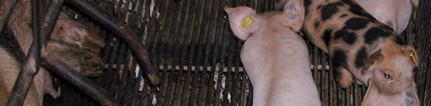 Lechones tatuados en la oreja