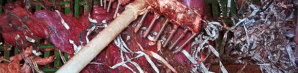 Rastrillo para recoger placentas 2