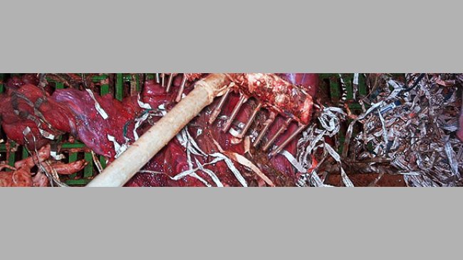 Rastrillo para recoger placentas 2