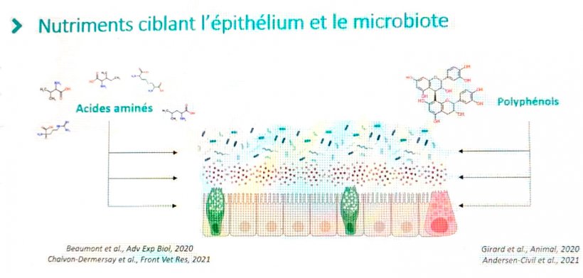 Nutrientes dirigidos al epitelio y la microbiota