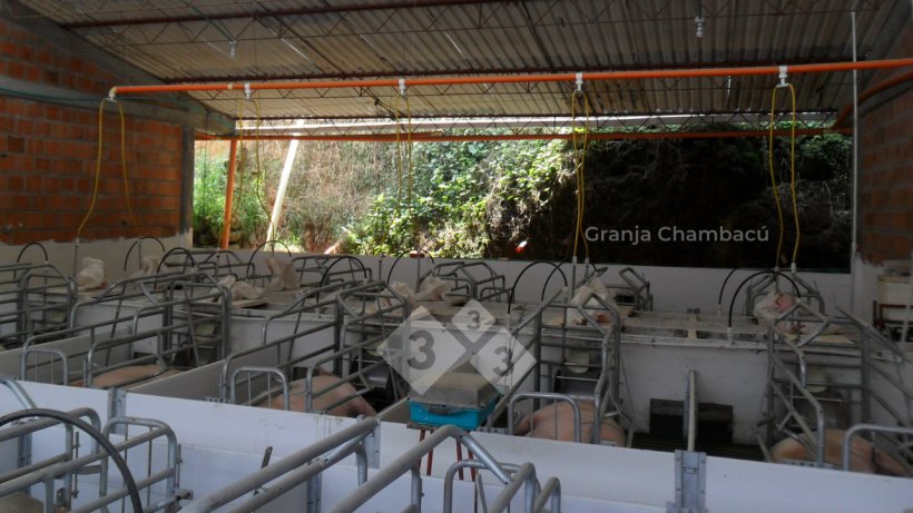 Sala de maternidad, Granja Chambac&uacute;. Las Lajas Agropecuaria S.A.S.
