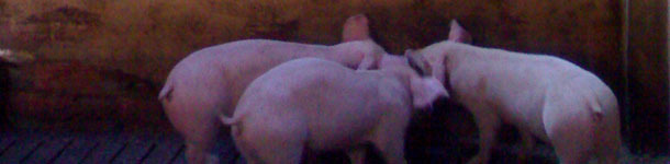 Mejorar las condiciones ambientales del cebo