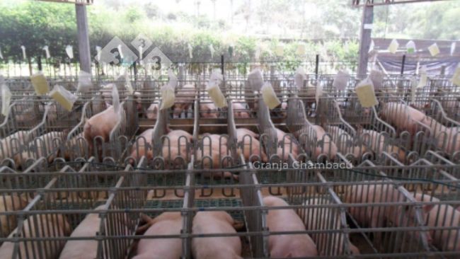 Sala de gestaci&oacute;n, Granja Chambac&uacute;. Las&nbsp; Lajas Agropecuaria S.A.S&nbsp;

&nbsp;
