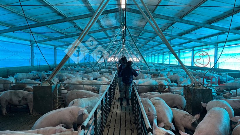 Los galpones de engorde cuentan con un sistema de ventilaci&oacute;n natural y sistema de ventilaci&oacute;n forzada en t&uacute;nel
