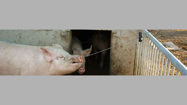 El cerdo se sujeta por si solo y no escapará porque siempre tiene tendencia a tirar hacia atrás.