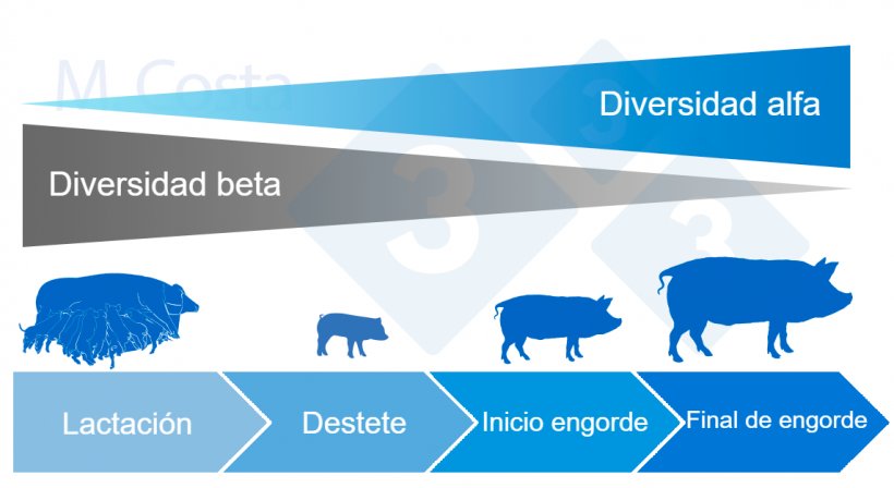Figura&nbsp;4. Din&aacute;mica de la diversidad alfa y beta durante la vida del cerdo.
