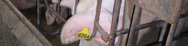 Saber la edad de las cerdas