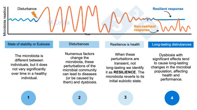 Figura 1 - Diagrama hipot&eacute;tico que representa la respuesta de la microbiota a una perturbaci&oacute;n. 1) Los individuos sanos tienen un grado normal de variaci&oacute;n de su microbiota, que no conduce a enfermedades (esto se denomina eubiosis). 2) Una perturbaci&oacute;n (por ejemplo, el estr&eacute;s t&eacute;rmico) puede conducir a la inestabilidad de la microbiota, causando la enfermedad. 3) La microbiota resiliente volver&aacute; a un estado parecido al anterior a la perturbaci&oacute;n, en el que no hay enfermedad. 4) La microbiota que no sea resiliente no se "recuperar&aacute;", por lo que sufrir&aacute; disbiosis y enfermedad.
