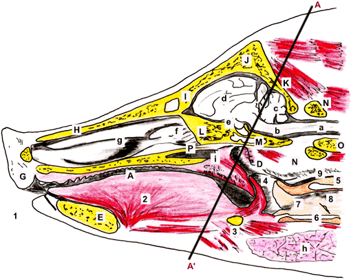 Vista de la cara derecha del corte realizado en la cabeza de cerdo por el plano mediano. La línea A-A´ representa el corte transversal de la cabeza que afecta a la faringe -nasofaringe y orofaringe. L
