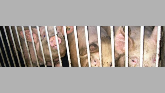 Cerdas de reposición