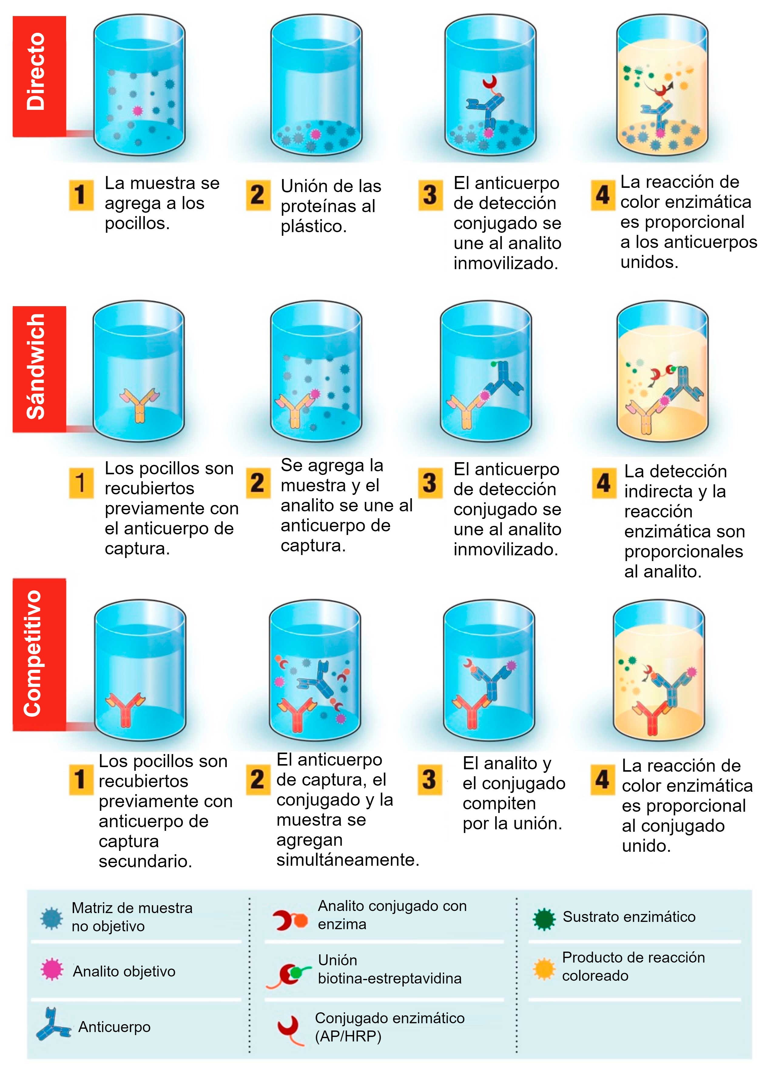 <p>Figura 1. Descripci&oacute;n general de la prueba de diagn&oacute;stico basada en el ensayo por inmunoabsorci&oacute;n ligado a enzimas (ELISA). ELISA se puede presentar en diferentes formatos en funci&oacute;n de las diferencias en la inmovilizaci&oacute;n de los ant&iacute;genos y el marcado de los anticuerpos. En el <strong>ELISA directo</strong>, los ant&iacute;genos del virus unidos a una fase s&oacute;lida pl&aacute;stica se detectan mediante la adici&oacute;n de un anticuerpo conjugado. En el <strong>ELISA s&aacute;ndwich</strong>, el anticuerpo de captura se une a la fase s&oacute;lida pl&aacute;stica. Los ant&iacute;genos de la muestra se unir&aacute;n al anticuerpo de captura y luego ser&aacute;n detectados por un segundo anticuerpo marcado con enzima. En el <strong>ELISA competitivo</strong>, el ant&iacute;geno del virus de la muestra se preincuba con el anticuerpo primario y luego se agrega a un pocillo cubierto con un anticuerpo secundario junto con un ant&iacute;geno conjugado con enzima que compite con el ant&iacute;geno de la muestra para unirse al anticuerpo primario. Cuanto m&aacute;s ant&iacute;geno viral haya en la muestra, menos ant&iacute;geno conjugado se unir&aacute; y menor ser&aacute; la se&ntilde;al. Fuente: Adaptado de Ghaffari et al. 2020.</p>
