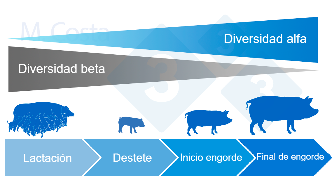 <p>Figura&nbsp;4. Din&aacute;mica de la diversidad alfa y beta durante la vida del cerdo.</p>
