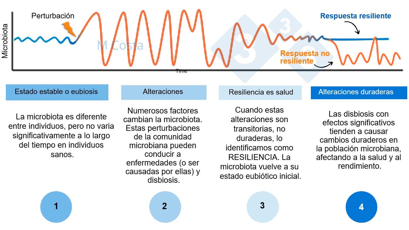 <p>Figura 1 - Diagrama hipot&eacute;tico que representa la respuesta de la microbiota a una perturbaci&oacute;n. <strong>1)</strong> Los individuos sanos tienen un grado normal de variaci&oacute;n de su microbiota, que no conduce a enfermedades (esto se denomina eubiosis). <strong>2)</strong> Una perturbaci&oacute;n (por ejemplo, el estr&eacute;s t&eacute;rmico) puede conducir a la inestabilidad de la microbiota, causando la enfermedad. <strong>3)</strong> La microbiota resiliente volver&aacute; a un estado parecido al anterior a la perturbaci&oacute;n, en el que no hay enfermedad. <strong>4)</strong> La microbiota que no sea resiliente no se &quot;recuperar&aacute;&quot;, por lo que sufrir&aacute; disbiosis y enfermedad.</p>
