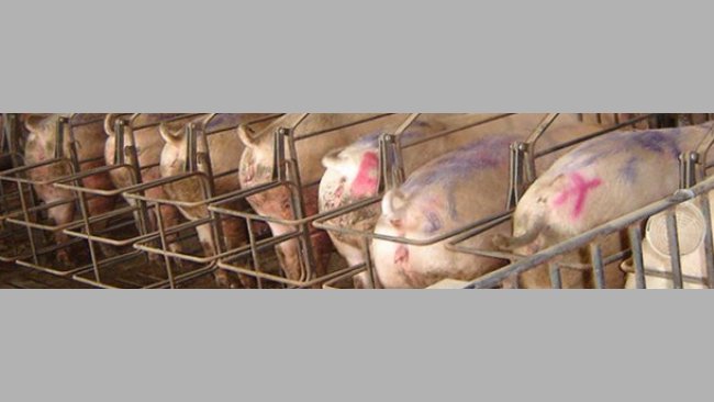 cerdas en cubrición