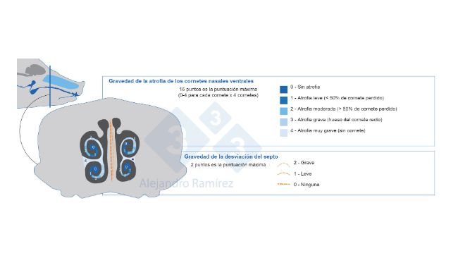 M&eacute;todo de la Farmacopea Europea para evaluar las lesiones de los cornetes.
