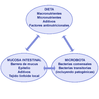 esquemática del ecosistema intestinal