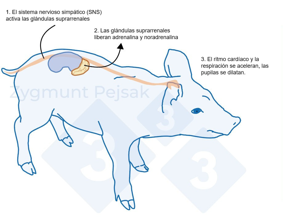 <p>Figura 1. Despu&eacute;s de un factor estresante, el sistema simp&aacute;tico estimula las gl&aacute;ndulas suprarrenales para que liberen adrenalina y noradrenalina. La activaci&oacute;n del sistema simp&aacute;tico en cerdos puede medirse mediante la cromogranina A (CgA).</p>
