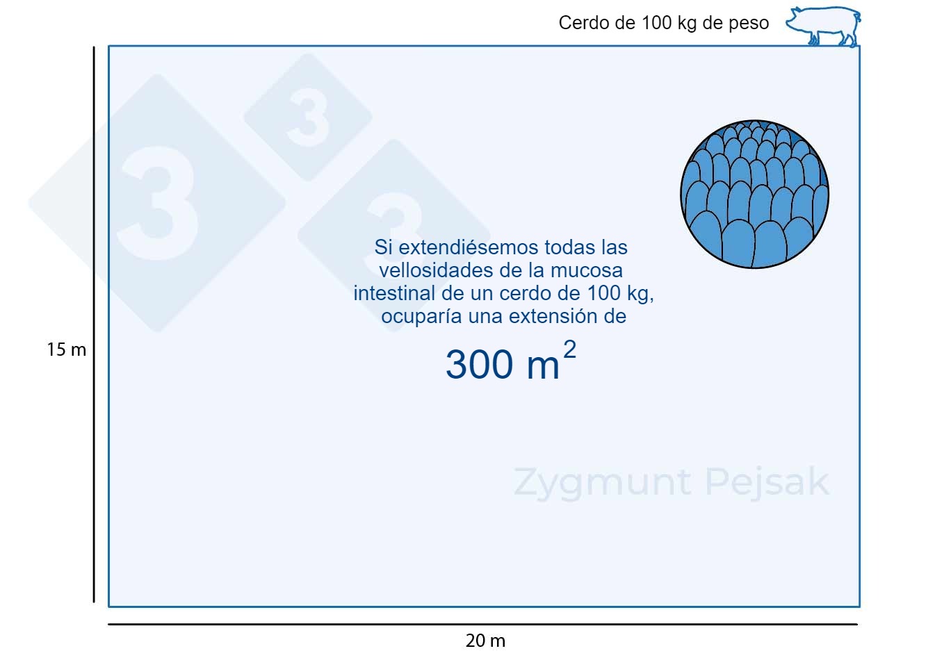 <p>Figura 1. La mucosa intestinal de un cerdo de engorde de 100 kg ocupa unos 300m2.</p>
