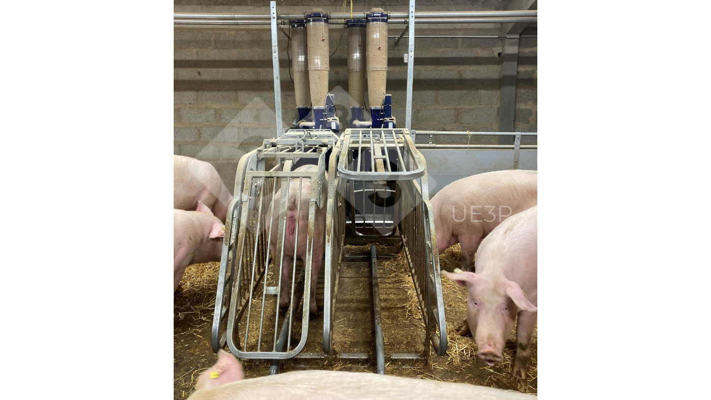 <p>Foto 1. Comederos autom&aacute;ticos en una sala de gestaci&oacute;n en UE3P, capaces de mezclar dos dietas y distribuir cada d&iacute;a una raci&oacute;n diferente para cada cerda gestante.</p>
