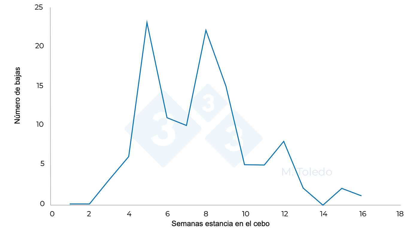 Evolución de las bajas tras la medicación: S 4- florfenicol en agua de bebida, S6 -Marbofloxacina inyectable, S8 -Tiamulina o Lincomicina en agua de bebida)