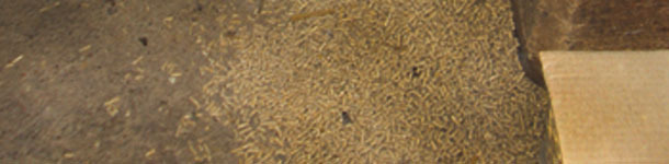 Excrementos de roedores en pienso