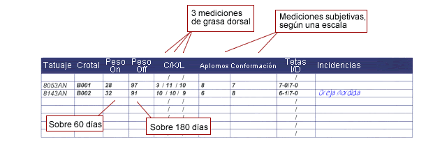 ejemplo de una hoja de testaje