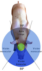 0811-1adalmau-vision-fig1