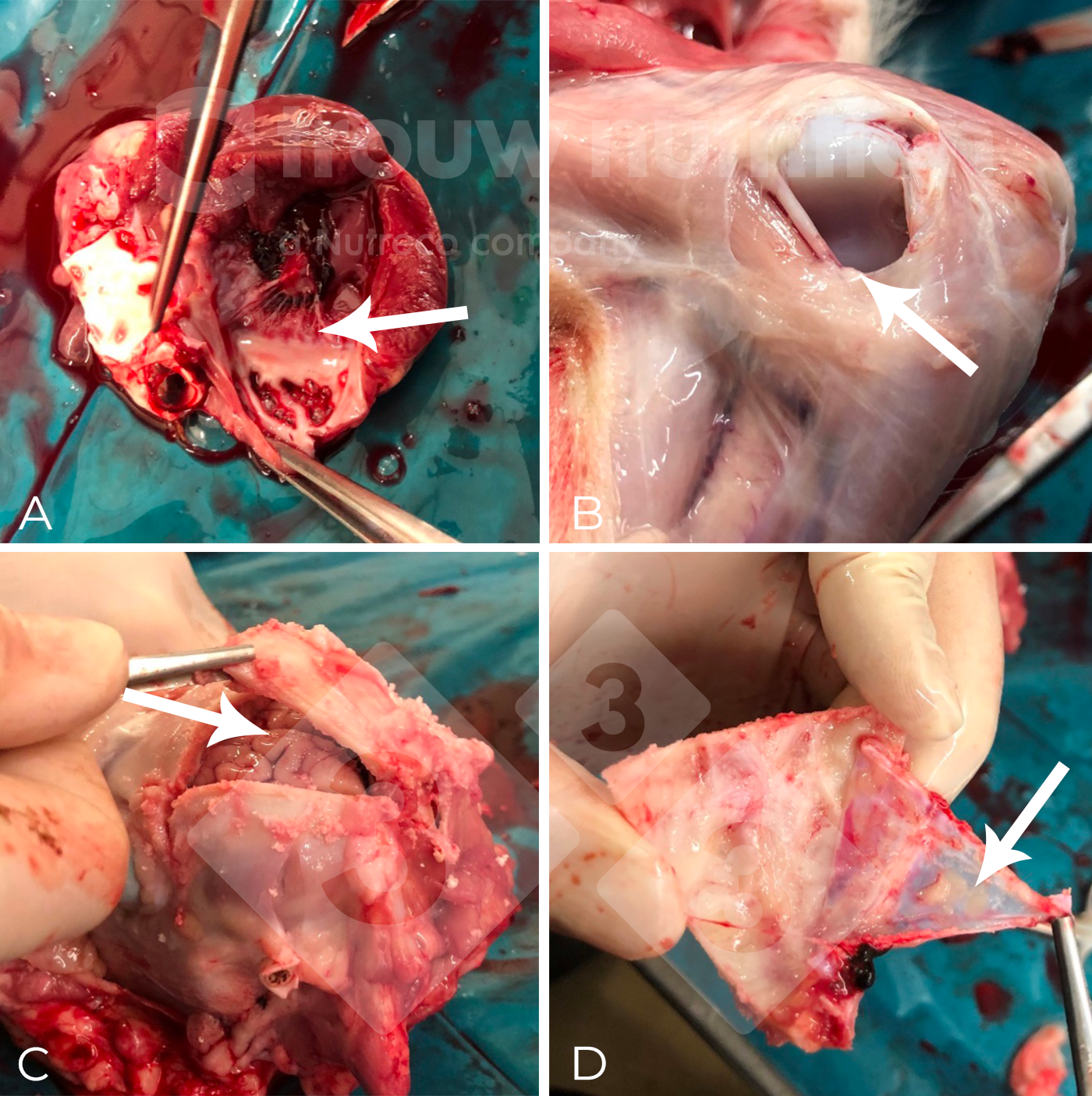 <p>Figura 2. (A-C) Toma de muestra en&nbsp;la necropsia, incluido el aspecto macrosc&oacute;pico de la meningitis fibrinosupurativa difusa (D). El agente etiol&oacute;gico se confirm&oacute; como Streptococuss suis serotipo 2 por serotipado y secuencia tipo 1 por tipificaci&oacute;n multilocus de secuencias (MLST)</p>
