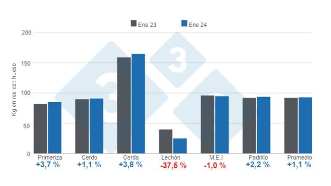 Gráfico 1: Peso promedio de la res porcina por categorías y promedio general – enero 2024, variación anual.  Elaborado por el Departamento de Economía e Inteligencia de Mercados de 333 Latinoamérica con datos de la Secretaría de Agricultura, Ganadería y Pesca del Ministerio de Economía de Argentina. 