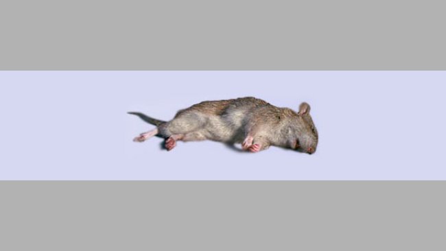 Rata muerta