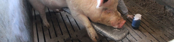 Granjas de gen&eacute;tica