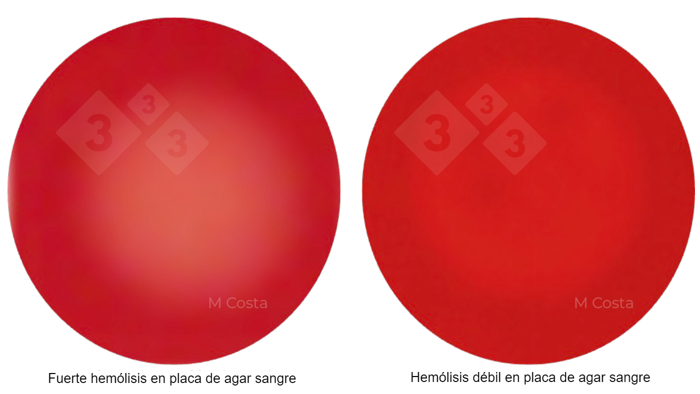 Diferencia visual entre las cepas de Brachyspira fuerte y débilmente hemolítica 