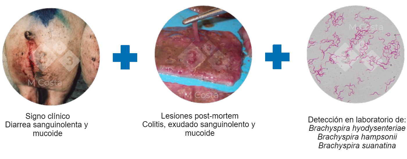 Tríada de pruebas sugeridas para confirmar el diagnóstico de disentería porcina 