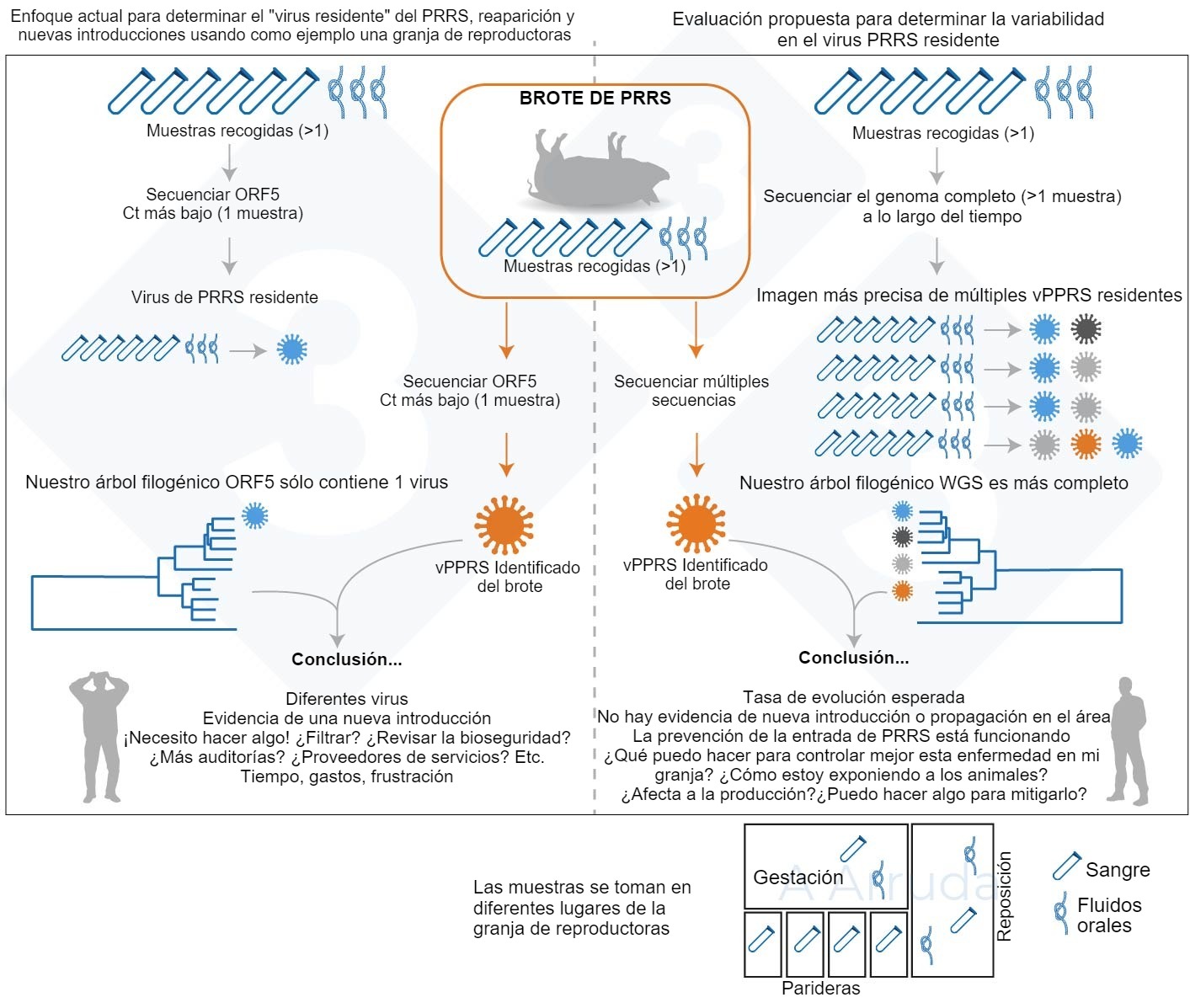 Determinación de las variantes del vPRRS y la variabilidad del virus residente en una granja