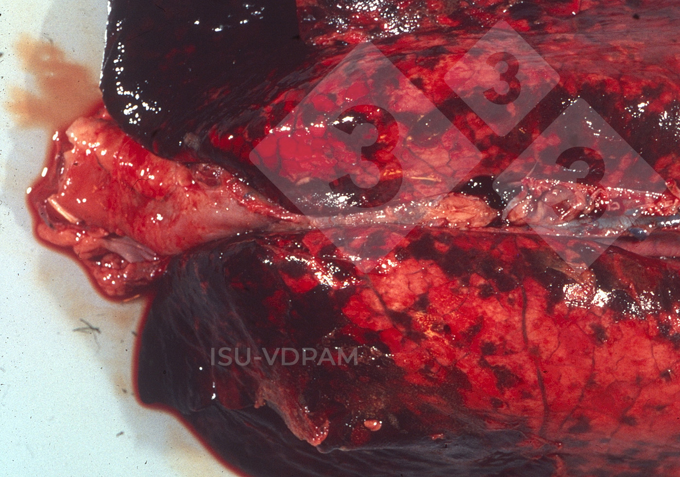 <p>Figura 1: Lesiones pulmonares necrohemorr&aacute;gicas t&iacute;picas asociadas con la infecci&oacute;n caracter&iacute;stica por APP.&nbsp;Fuente:&nbsp;ISU-VDPAM.</p>
