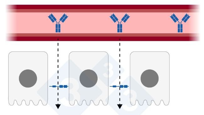 Figura 1: Unión estrecha relajada en el epitelio mamario. Elaborada por Sebastian Casiró – Adaptada de H. Quesnel y C. Farmer 2018