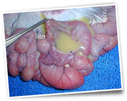 Contenido intestinal en una diarrea grave por rotavirus
