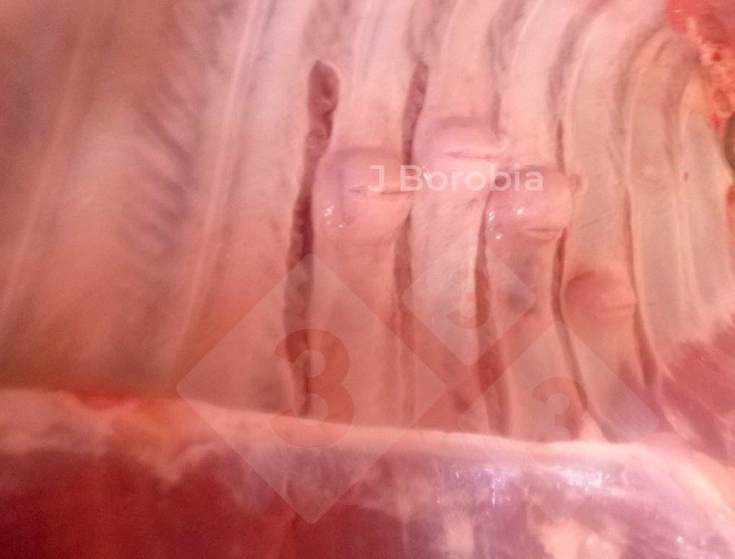 <p>Figura&nbsp;2. Exostosis &oacute;sea en las costillas de un cerdo sacrificado.</p>

