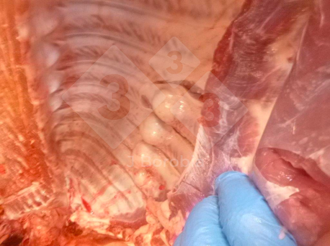 <p>Figura&nbsp;1. Ex&oacute;stosis &oacute;sea en las costillas de un cerdo sacrificado</p>

