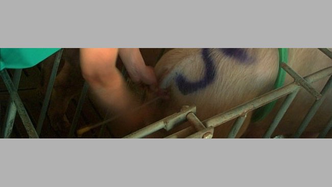 Inseminación artificial