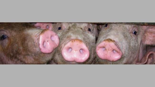 Cerdos en una nave de engorde