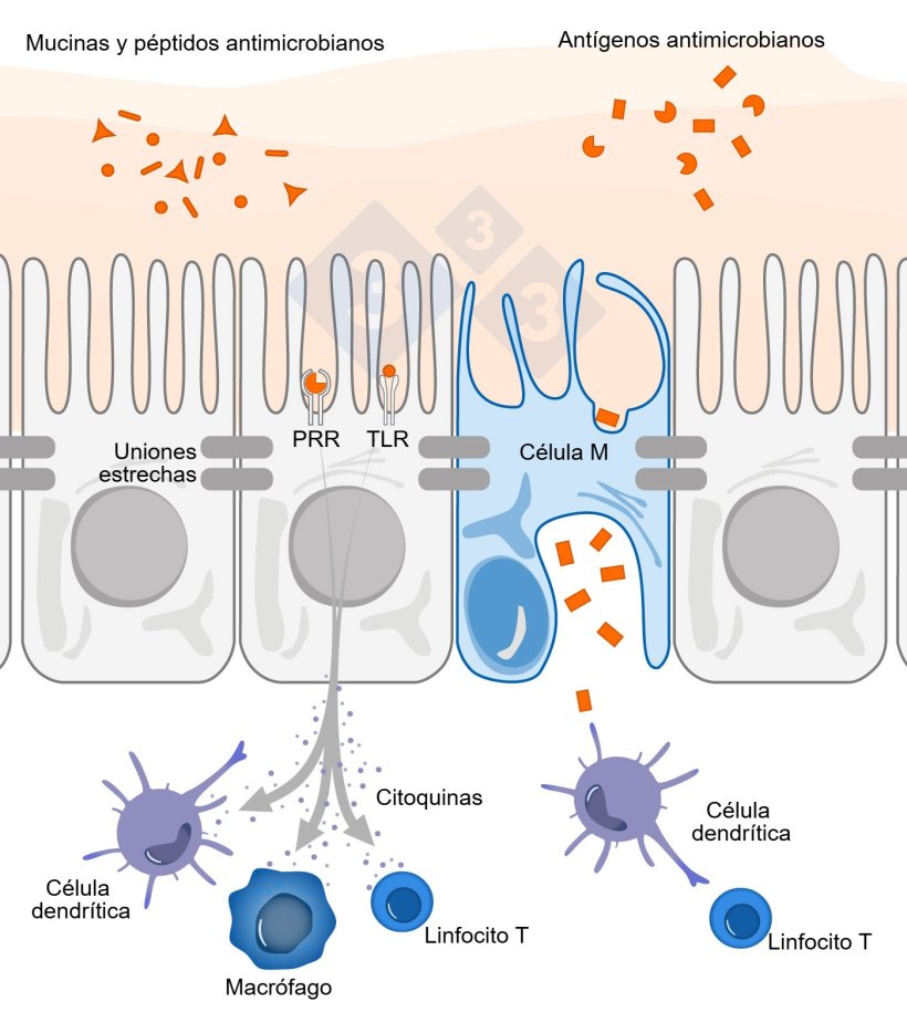 Figura 1. Diagrama esquem&aacute;tico que ilustra el mecanismo de acci&oacute;n de las c&eacute;lulas inmunitarias intestinales en respuesta a amenazas externas.
