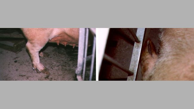 Sobrecrecimiento de las pezuñas