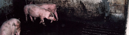 201004_habito-excretor-localizado