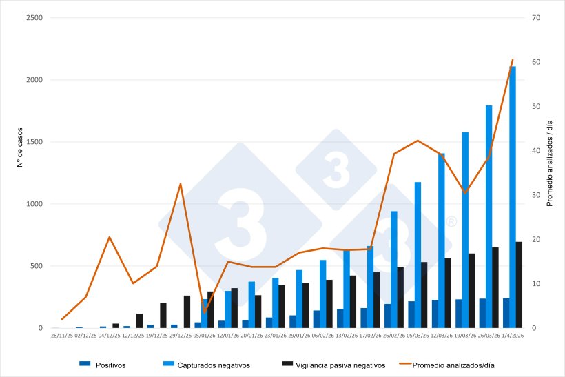 Evoluci&oacute;n del brote de PPA en Catalunya, datos acumulados excepto para promedio de animales analizados/d&iacute;a. Fuente: 333 a partir de las actualizaciones emitidas por el MAPA. 