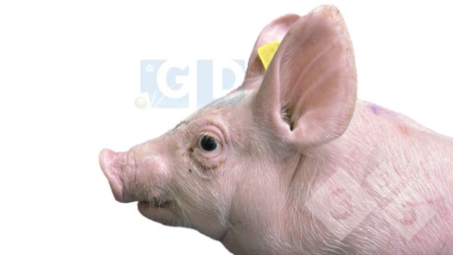 Foto 1. Lech&oacute;n afectado de 4 semanas de edad que muestra protrusi&oacute;n ocular y estrabismo, inflamaci&oacute;n&nbsp;en el cuello y acortamiento de la mand&iacute;bula inferior. La piel del t&oacute;rax presenta ara&ntilde;azos.

