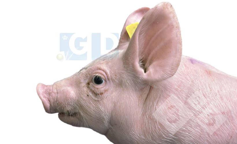 Foto 1. Lechón afectado de 4 semanas de edad que muestra protrusión ocular y estrabismo, inflamación en el cuello y acortamiento de la mandíbula inferior. La piel del tórax presenta arañazos.