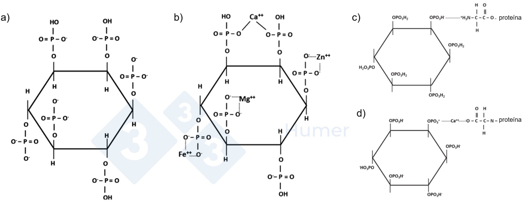 Figura 1. Estructura del ácido fítico a pH neutro (a); estructura del ácido fítico quelado a pH neutro con cationes (b); estructura del ácido fítico quelado con proteínas a pH ácido (c) y neutro (d). Adaptado de Humer et al. (2014).