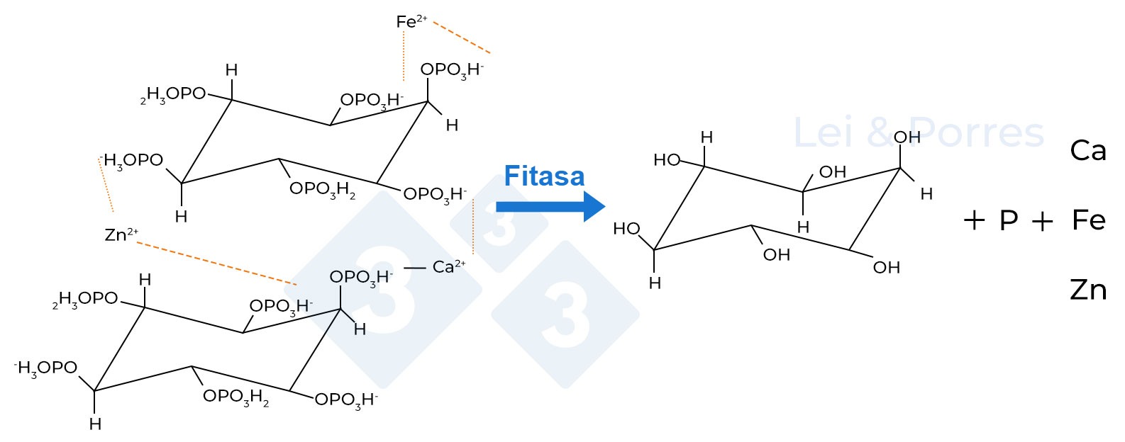 Figura 2. Representación de la hidrólisis completa del ácido fítico por acción de la fitasa, proceso del cual se obtiene inositol, fosfato y otros elementos como Calcio (Ca), Hierro (Fe), Zinc (Zn), aminoácidos u otros nutrientes que están ligados al ácido fítico (Lei y Porres, 2003).
