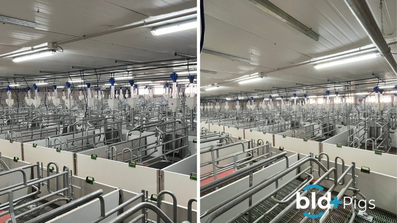 Maternidad - Bld+pigs